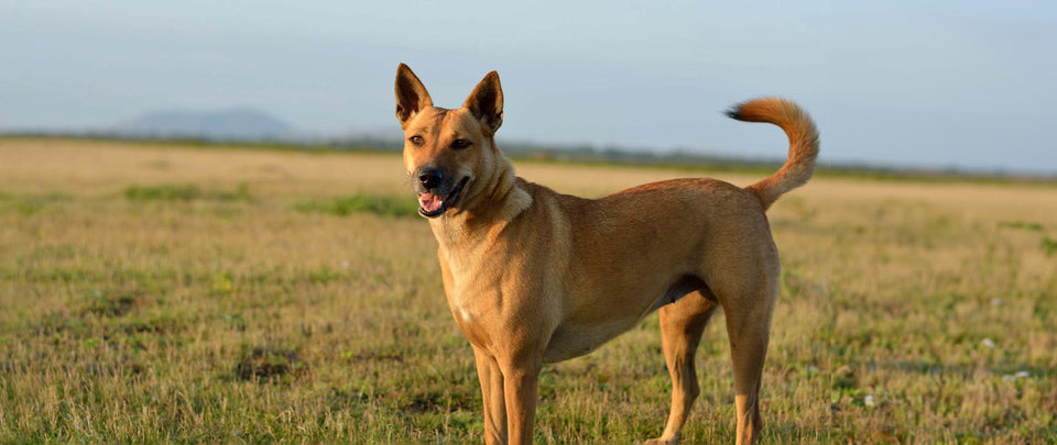 The American Dingo: The Enigmatic Carolina Dog