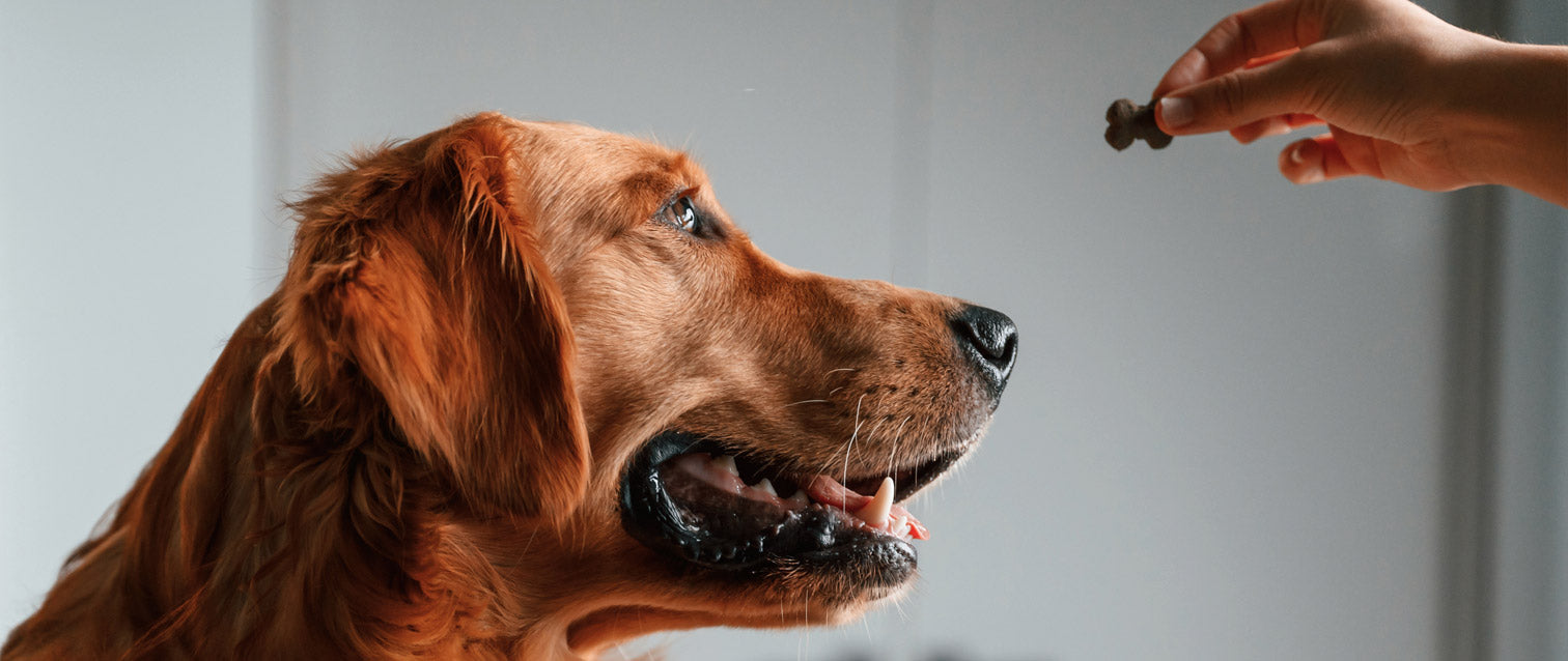 The Benefits of Small Batch Artisanal Dog Treats: From Local Farms to Your Furry Friend
