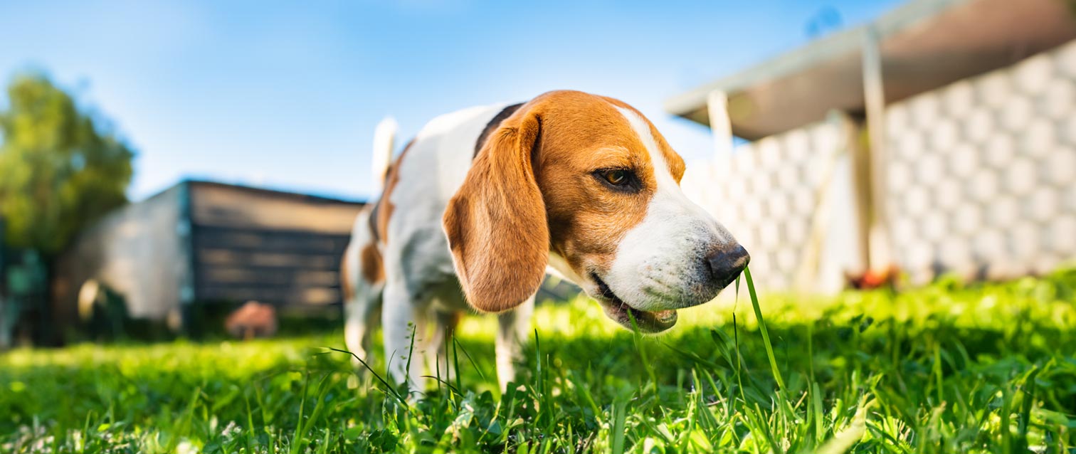 How can i get my dog to s eating grass fashion