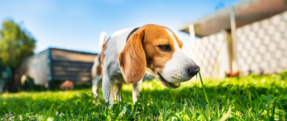 Why Do Dogs Eat Grass? Unveiling the Mystery Behind Your Pup's Green Snacking Habits