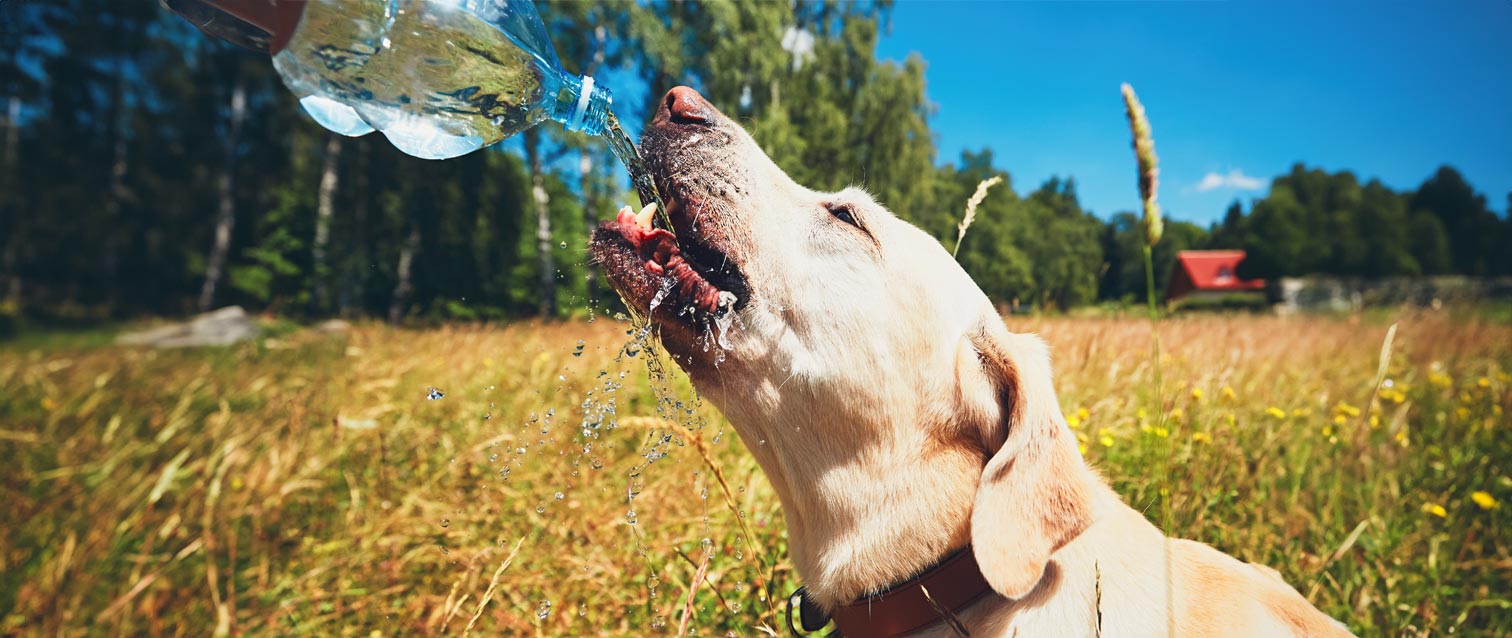 5 Ways to Keep Your Dog Safe This Summer