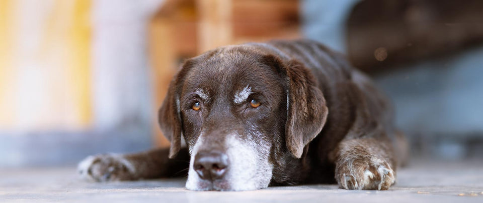 8 Natural Ways to Ease Your Senior Dog's Joint Pain