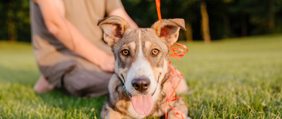 5 Reasons Why Adopting a Rescue Dog Will Change Your Life