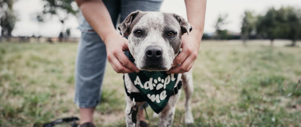 15 Affordable Ways to Support Your Local Animal Shelter