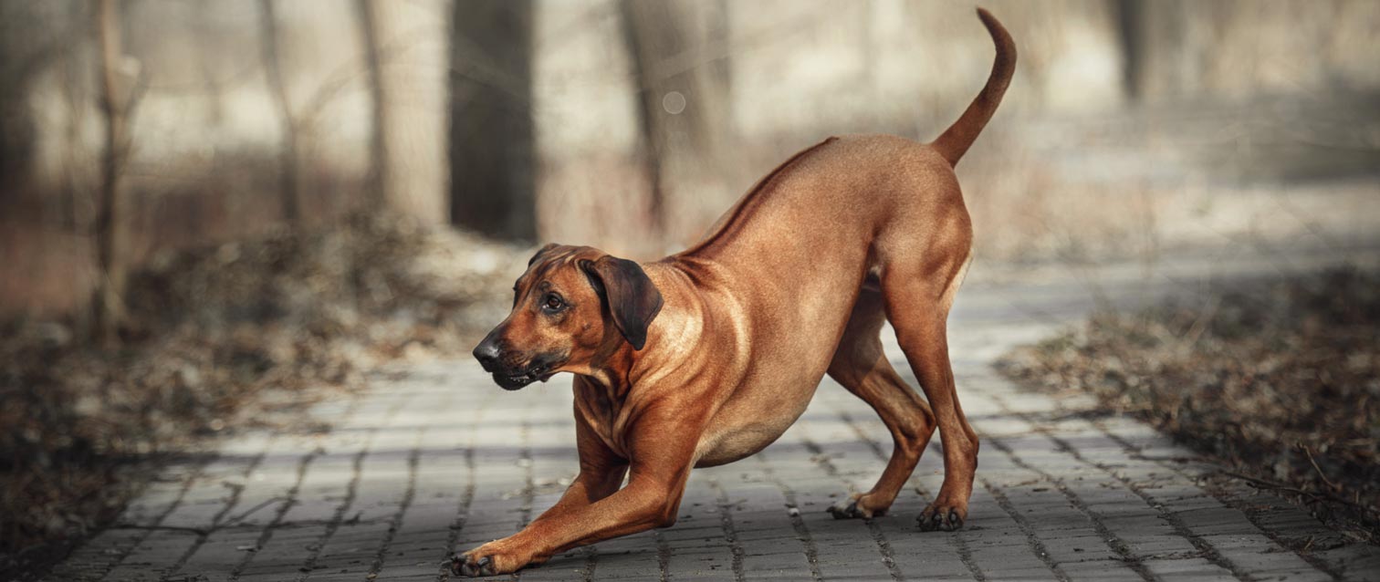 Rhodesian Ridgebacks: Africa's Loyal Guardian and Fearless Hunter!