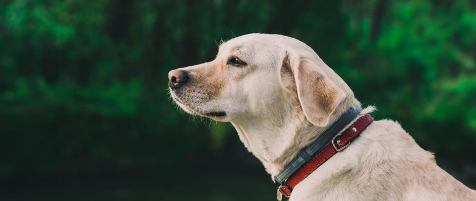 5 Reasons To Adopt a Senior Dog