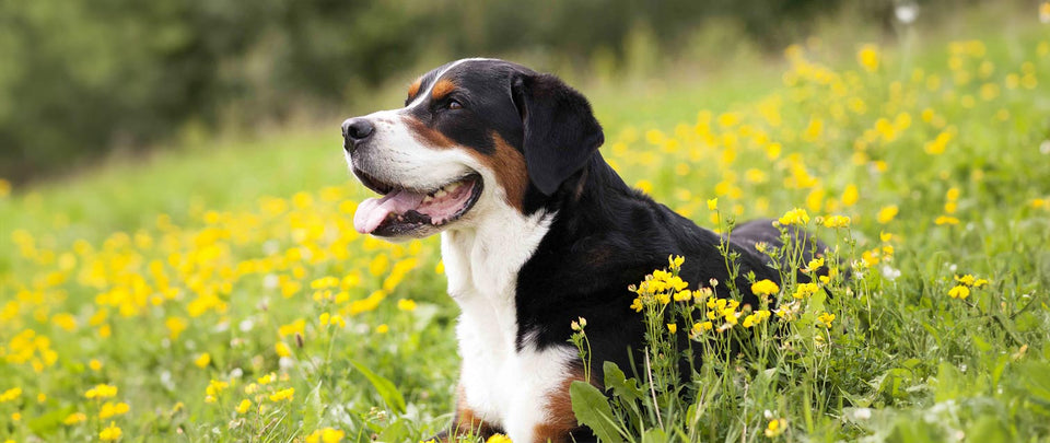 The Greater Swiss Mountain Dog: A Beloved Gentle Giant