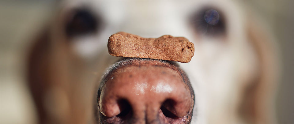 Spoil Your Furry Friend: Why Local Artisanal Pet Bakeries are the Way to Go