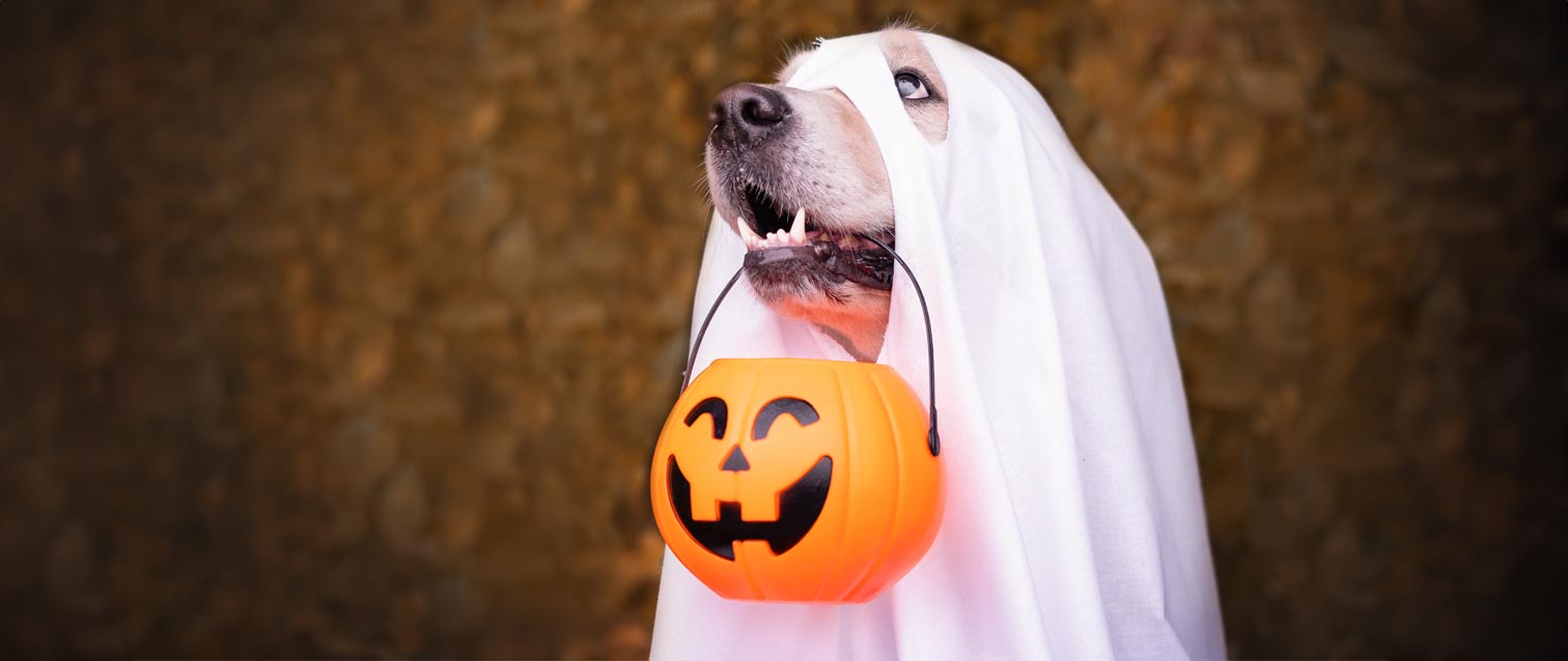 Getting Your Dog Ready for Halloween: Top Tips to Ensure a Safe and Fun Experience