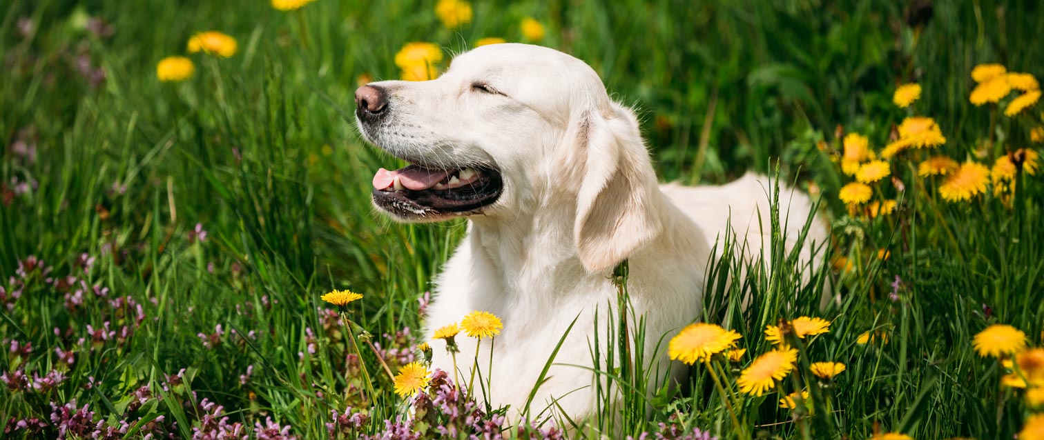 5 Remarkable Ways Dogs Ease Stress – UnderdogPlus