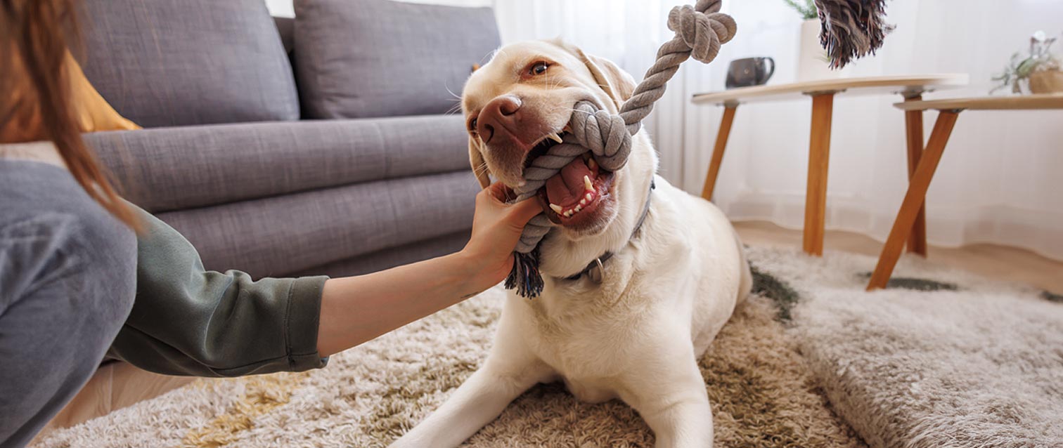 10 Creative Ways to Keep Your Pup Active Indoors